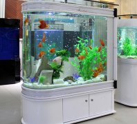 揭秘生态鱼缸定做如何用“子弹头